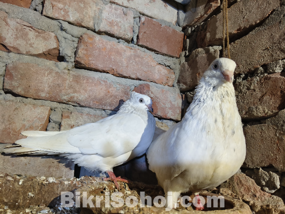 Chuina , kagji pigeon / kobutor (চুইনা , কাগজী কবুতর)